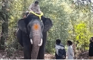 ಹಾಸನ: ಕಾಡಾನೆ ಸೆರೆ ಕಾರ್ಯಾಚರಣೆಯಲ್ಲಿ ದಸರಾ ಆನೆ ಅಭಿಮನ್ಯು ಭಾಗಿ