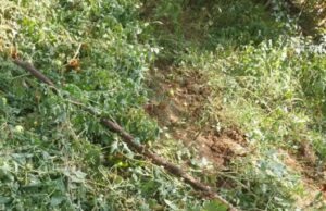 ಸಂಕ್ರಾಂತಿ ದಿನವೇ ತೋಟಕ್ಕೆ ನುಗ್ಗಿದ ಕಾಡಾನೆಗಳು: ಬೆಳೆ ಹಾನಿ