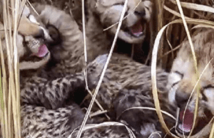 ಕುನೋ ರಾಷ್ಟ್ರೀಯ ಉದ್ಯಾನವನದಲ್ಲಿ 3 ಮರಿಗಳಿಗೆ ಜನ್ಮ ನೀಡಿದ ಚಿರತೆ ಜ್ವಾಲಾ