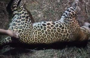 ಅಪರಿಚಿತ ವಾಹನ ಡಿಕ್ಕಿ: ಚಿರತೆ ಸಾವು