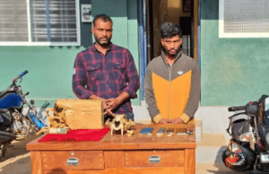 ಹುಲಿ ಅಂಗಾಂಗ ಮಾರಾಟ ಮಾಡಲು ಯತ್ನಿಸುತ್ತಿದ್ದ ಇಬ್ಬರ ಬಂಧನ