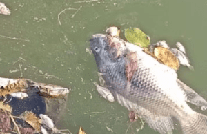 ಚಾಮರಾಜನಗರ: ಕೃಷಿ ಹೊಂಡಕ್ಕೆ ವಿಷ ಹಾಕಿದ ದುಷ್ಕರ್ಮಿಗಳು- ಸಾವಿರಾರು ಮೀನುಗಳು ಸಾವು