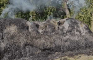 ಭತ್ತದ ಹುಲ್ಲಿನ ಮೆದೆಗೆ ಆಕಸ್ಮಿಕ ಬೆಂಕಿ: ಸೂಕ್ತ ಪರಿಹಾರಕ್ಕಾಗಿ ಆಗ್ರಹ