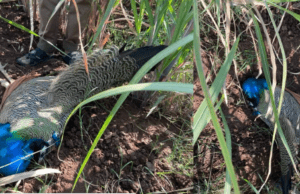 ಚಿಕ್ಕೋಡಿ: ಕಬ್ಬಿನ ಗದ್ದೆಯಲ್ಲಿ ಎಂಟು ನವಿಲುಗಳ ಮೃತ ದೇಹ ಪತ್ತೆ