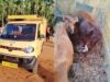 ಅಕ್ರಮ ಗೋಸಾಗಣೆ: ವಾಹನ ಸಮೇತ ವ್ಯಕ್ತಿಯನ್ನು ಹಿಡಿದು ಪೊಲೀಸರಿಗೊಪ್ಪಿಸಿದ ಸ್ಥಳೀಯರು