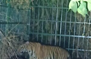 ಮೈಸೂರು: ಚಿಕ್ಕನಹಳ್ಳಿ ಮೀಸಲು ಅರಣ್ಯದಲ್ಲಿ ಗಂಡು ಹುಲಿ ಸೆರೆ