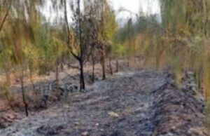 ಚಿಕ್ಕಮಗಳೂರು: ಆಕಸ್ಮಿಕ ಬೆಂಕಿಗೆ ನೂರಾರು ಶ್ರೀಗಂಧದ ಮರಗಳು ಬೆಂಕಿಗಾಹುತಿ