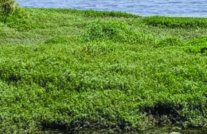 ಪಾಂಡವಪುರ ಕೆರೆಯಲ್ಲಿ ಅನುಮಾನಸ್ಪದವಾಗಿ ಮಹಿಳೆ-ಪುರುಷನ ಶವ ಪತ್ತೆ!