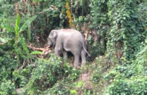 ಕಾಡಾನೆ ದಾಳಿಗೆ ರೈತ ಬಲಿ: ಗ್ರಾಮಸ್ಥರಲ್ಲಿ ಆತಂಕ