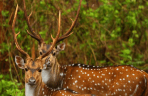 ಮೈಸೂರಿನ ಶ್ರೀ ಚಾಮರಾಜೇಂದ್ರ ಮೃಗಾಲಯದಿಂದ ಕಾಳಿ ಹುಲಿ ಸಂರಕ್ಷಿತ ಪ್ರದೇಶಕ್ಕೆ 40 ಚುಕ್ಕೆ ಜಿಂಕೆಗಳ ಸ್ಥಳಾಂತರ