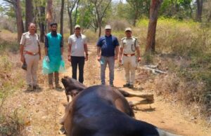 ನಾಗರಹೊಳೆ ಹುಲಿ ಸಂರಕ್ಷಿತ ಪ್ರದೇಶದಲ್ಲಿ ದುಷ್ಕರ್ಮಿಗಳ ಗುಂಡೇಟಿಗೆ ಕಾಡುಕೋಣ ಬಲಿ