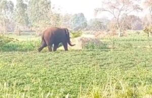 ಬೆಳಗಾವಿ: ನಾಡಿಗೆ ಬಂದ ಕಾಡಾನೆ- ಸಾರ್ವಜನಿಕರಲ್ಲಿ ಆತಂಕ