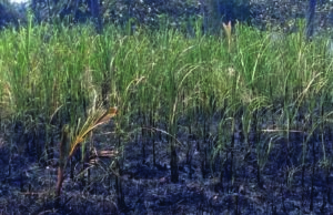 ಬೆಂಕಿ ಆಕಸ್ಮಿಕ: 3 ಎಕರೆ ಕಬ್ಬು ಬೆಳೆ ನಾಶ