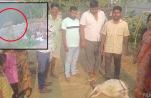 ಕೊಟ್ಟಿಗೆಯಲ್ಲಿ ಕಟ್ಟಿದ್ದ ಕುರಿ ಮೇಲೆ ಚಿರತೆ ದಾಳಿ: ಚಿರತೆ ಸೆರೆಗೆ ಗ್ರಾಮಸ್ಥರ ಆಗ್ರಹ
