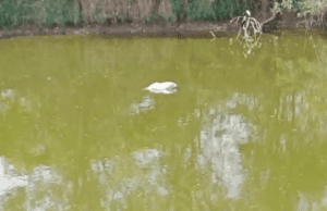 ಮಂಡ್ಯ: ಮಹಿಳೆ, 2.5 ವರ್ಷದ ಮಗುವನ್ನು ತುಂಡರಿಸಿ ಚೀಲದಲ್ಲಿ ಕಟ್ಟಿ ಕೆರೆಗೆ ಎಸೆದ ದುಷ್ಕರ್ಮಿಗಳು