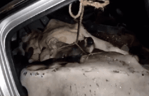 ಸ್ವಿಫ್ಟ್ ಕಾರಿನಲ್ಲಿ ನಾಲ್ಕು ಗೋವುಗಳ ಸಾಗಾಟ ತಡೆದ ಬಜರಂಗದಳ: ಖದೀಮರು ಪರಾರಿ