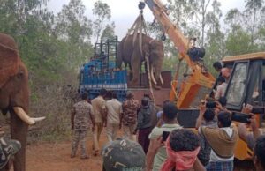 ಗುಂಡ್ಲುಪೇಟೆ: ಪುಂಡಾನೆ ಸೆರೆ ಹಿಡಿಯುವಲ್ಲಿ ಯಶಸ್ವಿಯಾದ ಅರಣ್ಯ ಇಲಾಖೆ
