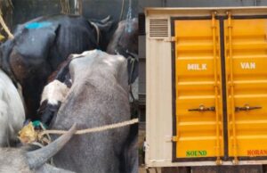 ಹುಣಸೂರು: ಕಸಾಯಿಖಾನೆಗೆ ಸಾಗಿಸುತ್ತಿದ್ದ 40ಕ್ಕೂ ಅಧಿಕ ಹಸುಗಳ ರಕ್ಷಣೆ