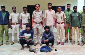 ನಾಗರಹೊಳೆಯಲ್ಲಿ ಗುಂಡಿಕ್ಕಿ ಅಪರೂಪದ ಕೂರ ಬೇಟೆಯಾಡಿದ್ದ ಇಬ್ಬರ ಬಂಧನ; ಓರ್ವ ಪರಾರಿ