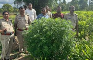 ಹುಣಸೂರು: ಶುಂಠಿ ಮದ್ಯೆ ಬೆಳೆಸಿದ್ದ ಗಾಂಜಾ ಗಿಡ ವಶ, ಆರೋಪಿ ಪರಾರಿ