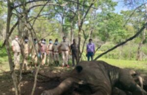 ಹುಣಸೂರು: ನಾಗರಹೊಳೆ ಉದ್ಯಾನದಲ್ಲಿ ಕಾಡಾನೆ ಶವ ಪತ್ತೆ