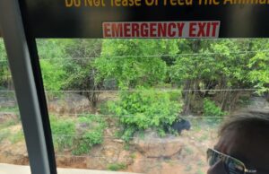 ಬೃಹತ್ ಚಿರತೆ ಸಫಾರಿಗೆ ಈಶ್ವರ ಖಂಡ್ರೆ ಚಾಲನೆ