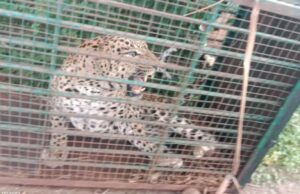 ಹಾಸನ: ನಾಯಿ ಬೇಟೆಯಾಡಲು ಬಂದು ಸೆರೆಯಾದ ಚಿರತೆ