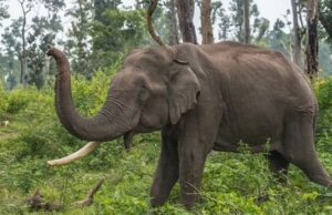 ಆನೆ ಕಾರ್ಯಪಡೆ ಸಿಬ್ಬಂದಿ ಮೇಲೆ ಕಾಡಾನೆ ದಾಳಿ: ಮೂವರಿಗೆ ಗಾಯ