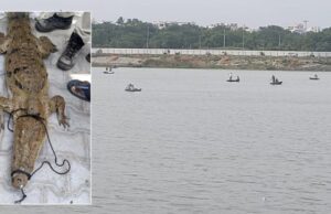 ಕಂಪ್ಲಿ: ಸೋಮಪ್ಪನ ಕೆರೆಯಲ್ಲಿ ಮೀನುಗಾರರ ಬಲೆಗೆ ಬಿದ್ದ ಮೊಸಳೆ