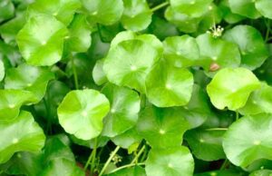 ಒಂದೆಲಗ: ಔಷಧೀಯ ಗುಣಗಳು