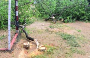 ಮಂಡ್ಯ: ಸೆಕ್ಯೂರಿಟಿ ಗಾರ್ಡ್ ಬೆದರಿಸಿ ಶಾಲಾ ಆವರಣದ ಗಂಧದ ಮರಗಳ ಕಳವು