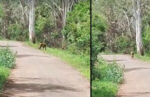 ವರಕೂಡು ಮೊರಾರ್ಜಿ ಶಾಲೆ ಪಕ್ಕ ಹುಲಿ ಪ್ರತ್ಯಕ್ಷ: ಗ್ರಾಮಸ್ಥರಲ್ಲಿ ಆತಂಕ