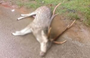 ಹಾಸನ: ಅಪರಿಚಿತ ವಾಹನ ಡಿಕ್ಕಿ; ಜಿಂಕೆ ಸಾವು