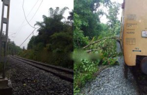 ರೈಲ್ವೆ ಹಳಿಗಳ ಮೇಲೆ ಬಿದ್ದ ಬೃಹತ್ ಮರ: ರೈಲು ಸಂಚಾರದಲ್ಲಿ ವ್ಯತ್ಯಯ