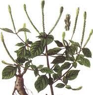 ಬಂಜೆಯರಿಗೆ