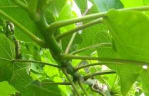 ಮಂಡ್ಯ: ಮರಳೇಕಾಯಿ ತಿಂದು 8 ಮಂದಿ ಮಕ್ಕಳು ಅಸ್ವಸ್ಥ