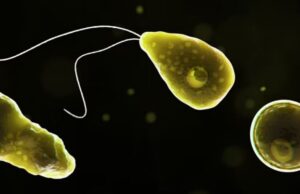 ಕೇರಳದಲ್ಲಿ ಅಪರೂಪದ ಅಮೀಬಾ ಸೋಂಕಿನ ನಾಲ್ಕನೇ ಪ್ರಕರಣ ಪತ್ತೆ