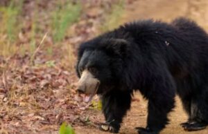 ಮಾಗಡಿ: ಜಮೀನಿಗೆ ತೆರಳುತ್ತಿದ್ದ ವ್ಯಕ್ತಿ ಮೇಲೆ ಕರಡಿ ದಾಳಿ- ಗಂಭೀರ ಗಾಯ