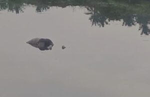 ಗೆಜ್ಜಲಗೆರೆ ಕೆರೆಯಲ್ಲಿ ಅಪರಿಚಿತ ವ್ಯಕ್ತಿ ಶವ ಪತ್ತೆ: ಕೊಲೆ ಶಂಕೆ