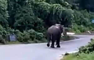 ಕೊಡಗು: ರಾಷ್ಟ್ರೀಯ ಹೆದ್ದಾರಿಯಲ್ಲಿ ಕಾಣಿಸಿಕೊಂಡ ಕಾಡಾನೆ