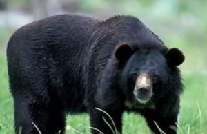 ರಾಮನಗರ: ಮಳೆಗೆ ಗವಿಯ ಆಸರೆ ಪಡೆದಿದ್ದ ವ್ಯಕ್ತಿ ಮೇಲೆ ಕರಡಿ ದಾಳಿ