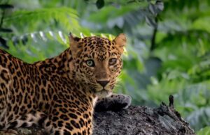 ವಿಭಿನ್ನ ಬಣ್ಣದ ಕಣ್ಣುಗಳ ಚಿರತೆ ಕ್ಯಾಮೆರಾ ಕಣ್ಣಿಗೆ ಸೆರೆ!