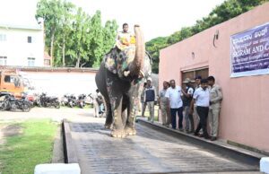 ಮೈಸೂರು ದಸರಾ ಆನೆಗಳ ತೂಕ ಮಾಪನ: ಅಭಿಮನ್ಯು 5 ಸಾವಿರ ತೂಕ