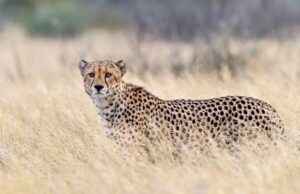 ಪಾವಗಡ: ಕೊಟ್ಟಿಗೆಯಲ್ಲಿ ಕಟ್ಟಿ ಹಾಕಿದ್ದ ಎಮ್ಮೆಯನ್ನು ಕೊಂದು ತಿಂದ ಚಿರತೆ