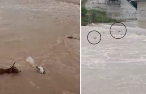 50ಕ್ಕೂ ಹೆಚ್ಚು ಹಸುಗಳನ್ನು ನದಿಗೆ ಎಸೆದ ದುರುಳರು: ಮೂವರ ಬಂಧನ