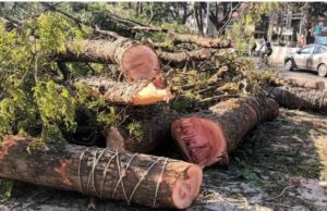 ಮಹಾರಾಷ್ಟ್ರ: ಅಕ್ರಮವಾಗಿ ಮರ ಕಡಿದು ಮಾರಾಟ ಮಾಡಿದ್ರೆ 50 ಸಾವಿರ ರೂ. ದಂಡ