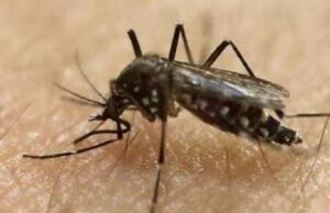 ಪುಣೆಯಲ್ಲಿ ಝಿಕಾ ವೈರಸ್ ನಿಂದ 4 ಮಂದಿ ಸಾವು