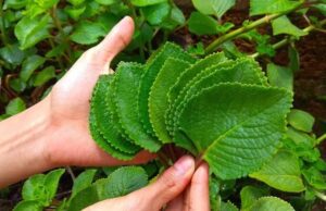 ದೊಡ್ಡಪತ್ರೆಯಿಂದ ಹಲವು ತಾಪತ್ರಯ ದೂರ