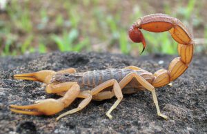 ಚೇಳು ಕುಟಿಕಿದಾಗ