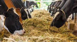 ಹಸುವನ್ನು ರಾಜ್ಯ ಮಾತೆ ಎಂದು ಘೋಷಿಸಿದ ಮಹಾರಾಷ್ಟ್ರ ಸರ್ಕಾರ